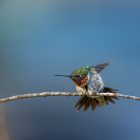 Bird Observation Ruby-Throated Hummingbird 12 Bird Observation-Ruby-Throated Hummingbird